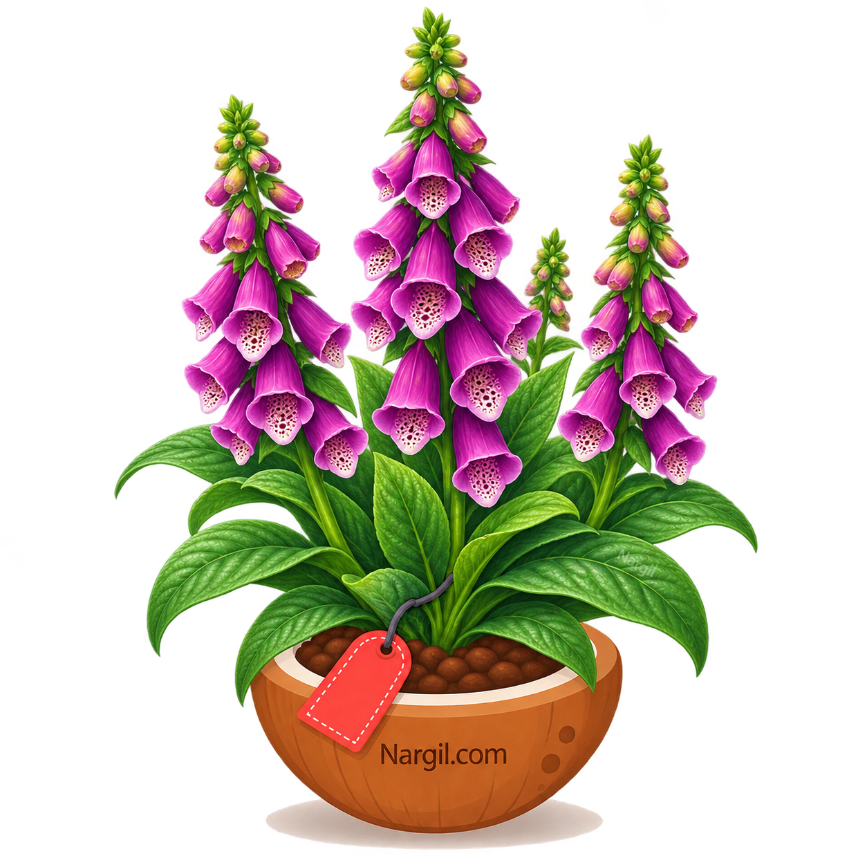 Nargil_Digitalis Purpurea